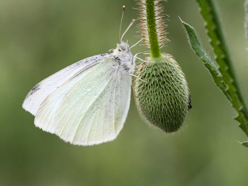 Close-up of a white Butterfly on a Flower