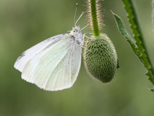 Free A detailed close-up of a cabbage white butterfly resting on a flower bud. Stock Photo