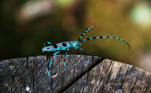 Free Foto d'estoc gratuïta de beetle, blau, escarabat Stock Photo
