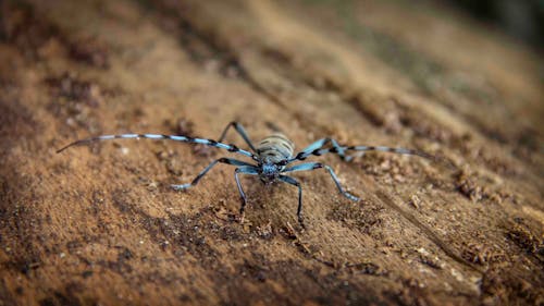 Black and Gray Spider on Brown Wood Log