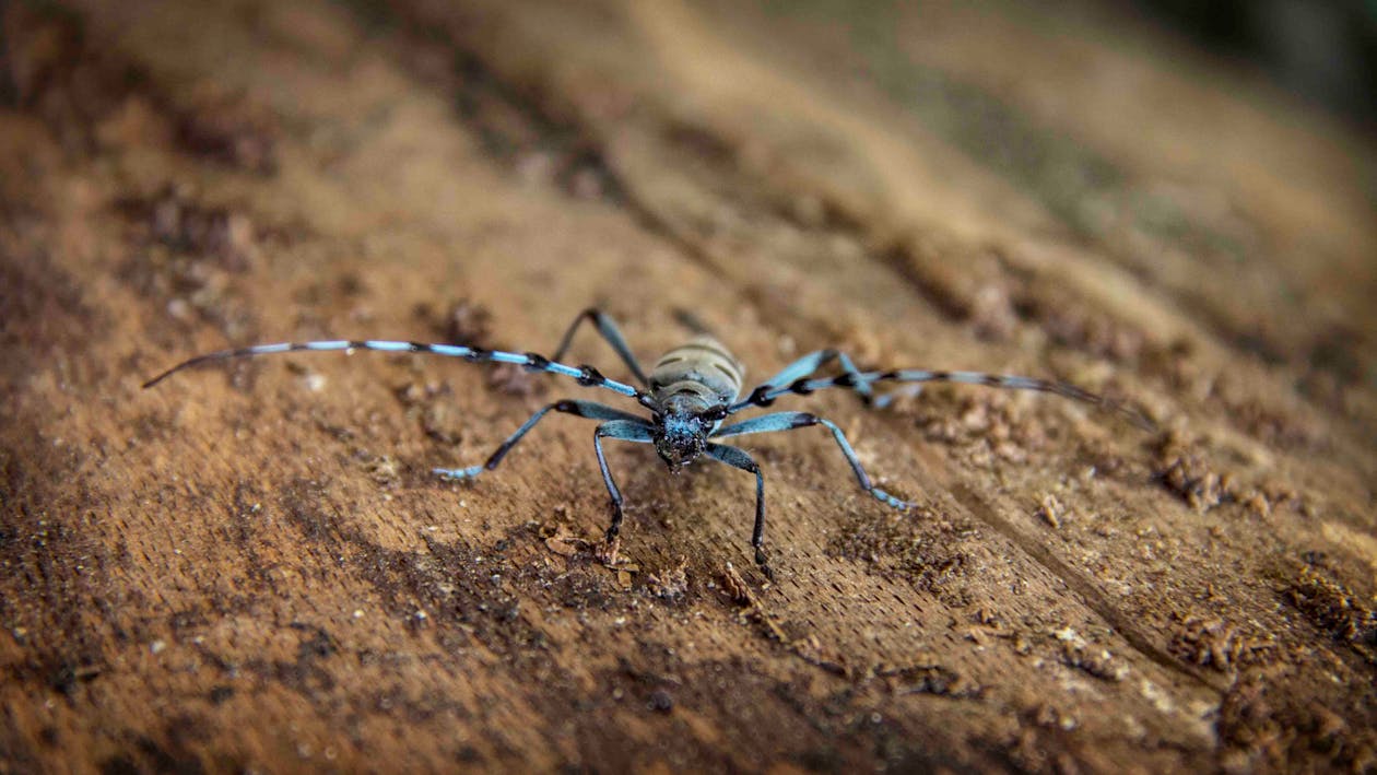 Free Black and Gray Spider on Brown Wood Log Stock Photo