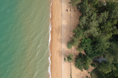 Aerial Photo of Trees on Beach