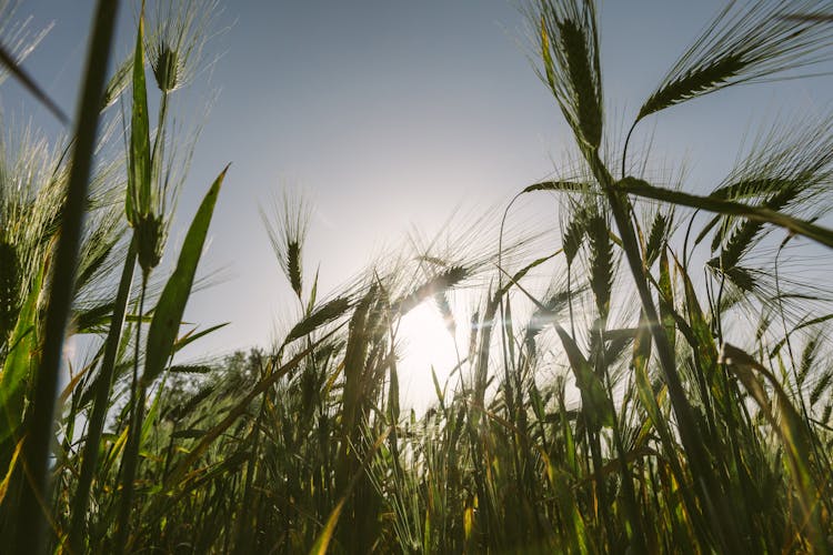 Green Rice Field