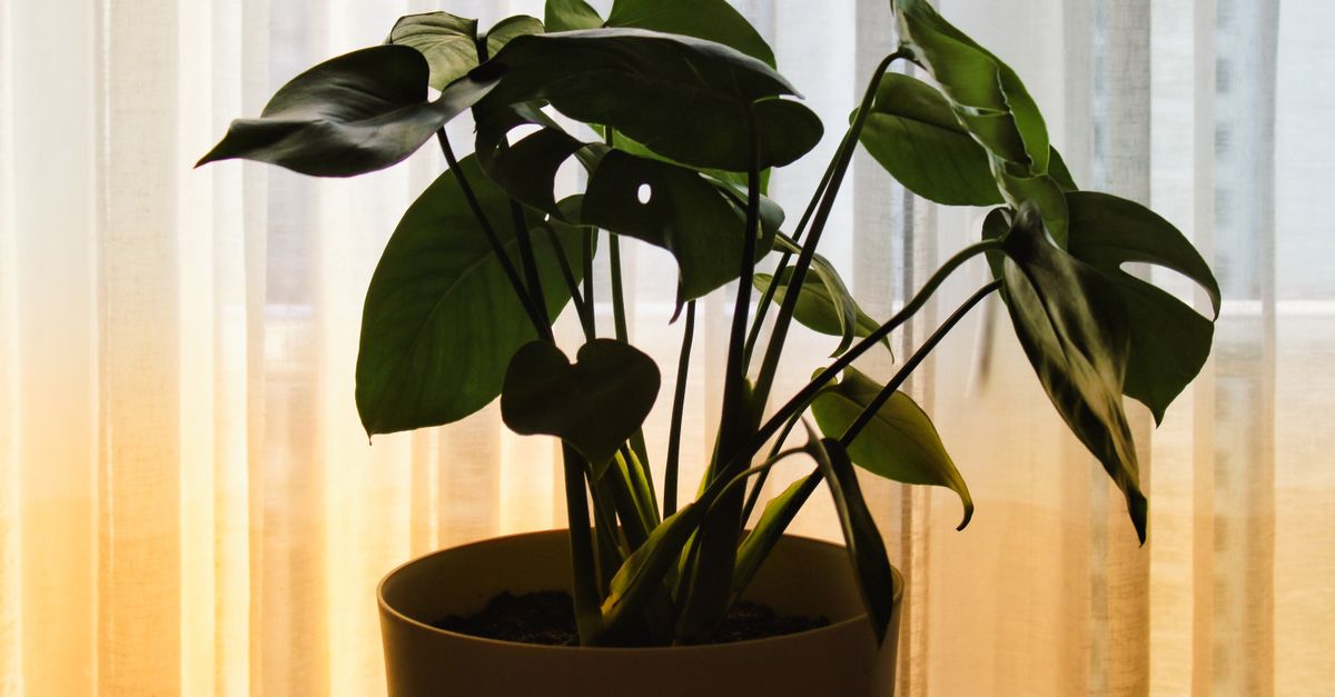 Silhueta bonita de planta monstera em vaso com luz de fundo suave, criando uma atmosfera interna serena.