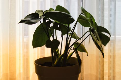 Free Beautiful potted monstera plant silhouette with soft backlight, creating a serene indoor atmosphere. Stock Photo