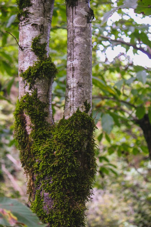 Fotobanka s bezplatnými fotkami na tému kmeň stromu, machovitý, zelený mach