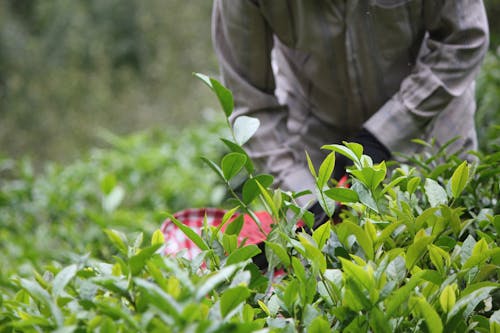 Person Harvesting Tea Leaves