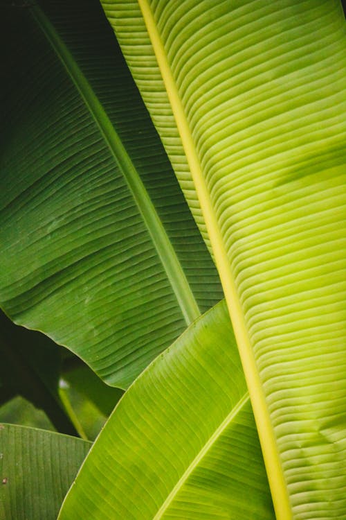 Fotobanka s bezplatnými fotkami na tému banánové listy, rastlina, zelená