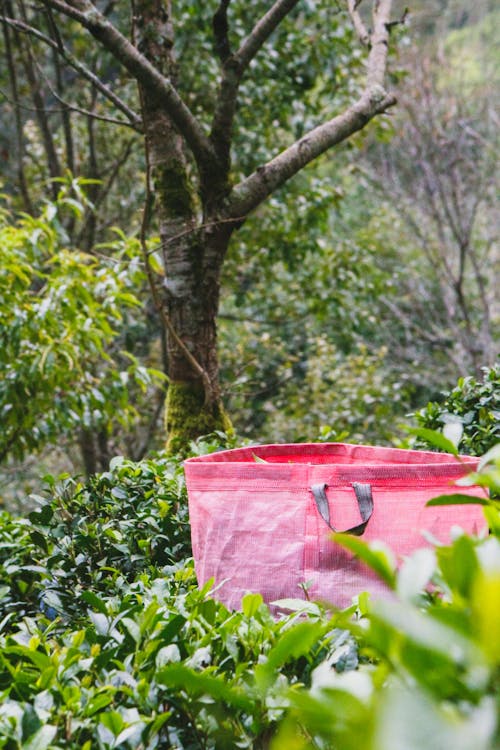垂直ショット, 緑の植物, 茶畑の無料の写真素材