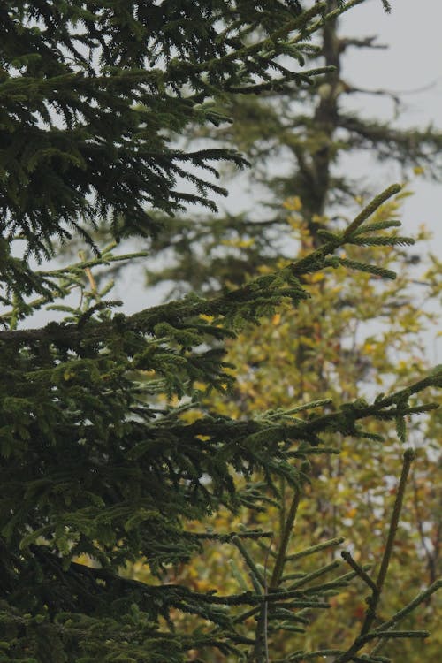 Fotobanka s bezplatnými fotkami na tému ihla, ihličnatý, stromy