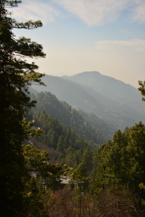 Free Breathtaking view of a lush pine forest and mountains on a clear day, ideal for nature enthusiasts. Stock Photo