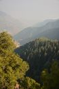 Green Trees on Mountain Area