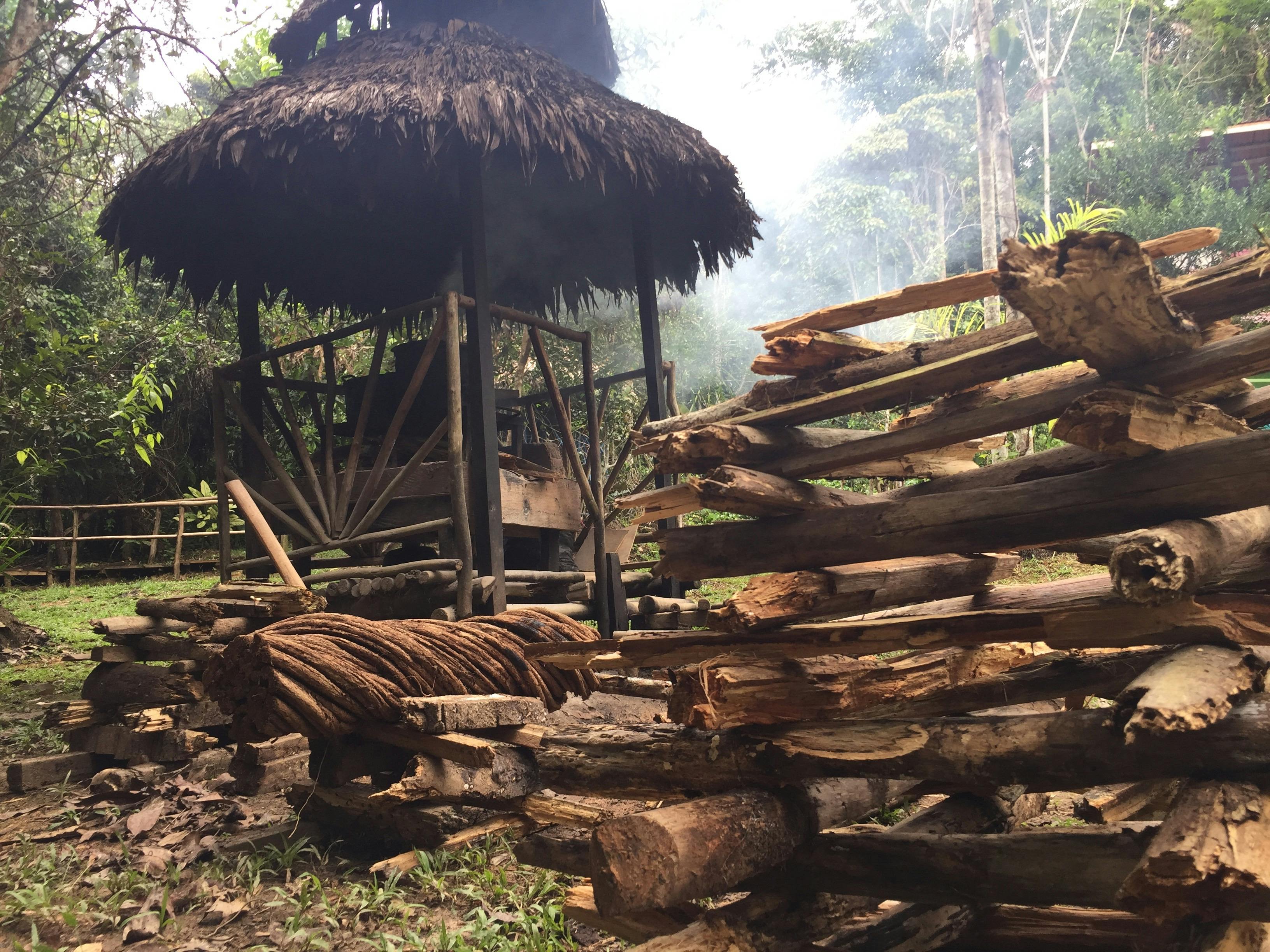 Free stock photo of Amazon Jungle, amazon rainforest, Ayahuasca Huge