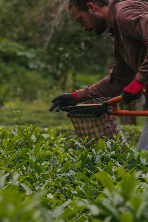 Immagine gratuita di agricoltura, azienda agricola, cesoie da tè