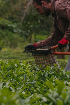 A farmer harvesting tea leaves in the green fields of Rize, Türkiye, using traditional shears.