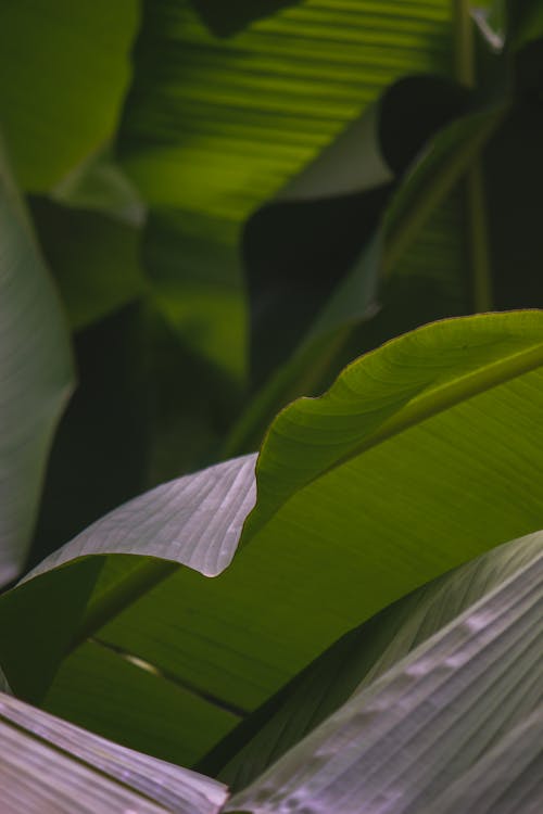 Fotobanka s bezplatnými fotkami na tému banánové listy, banánovník, zelená