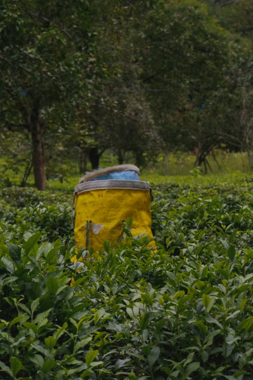 Fotobanka s bezplatnými fotkami na tému čaj, čajové plantáže, farma