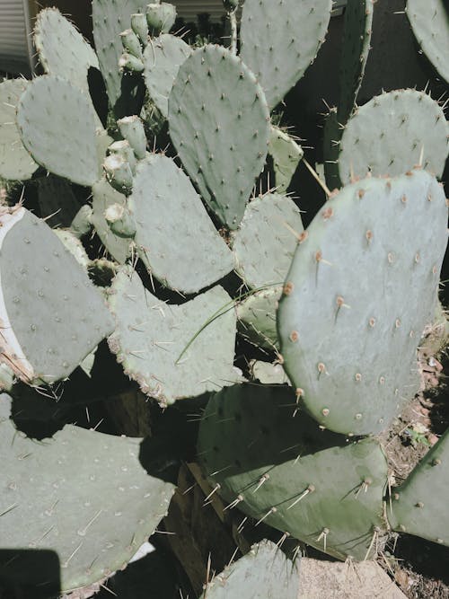 Gratis stockfoto met bladeren, cactussen, detailopname