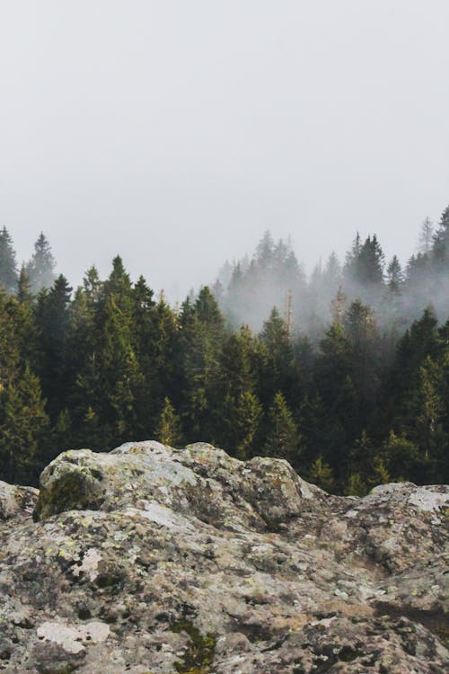 Fotobanka s bezplatnými fotkami na tému hmla, stromy, zahmlený