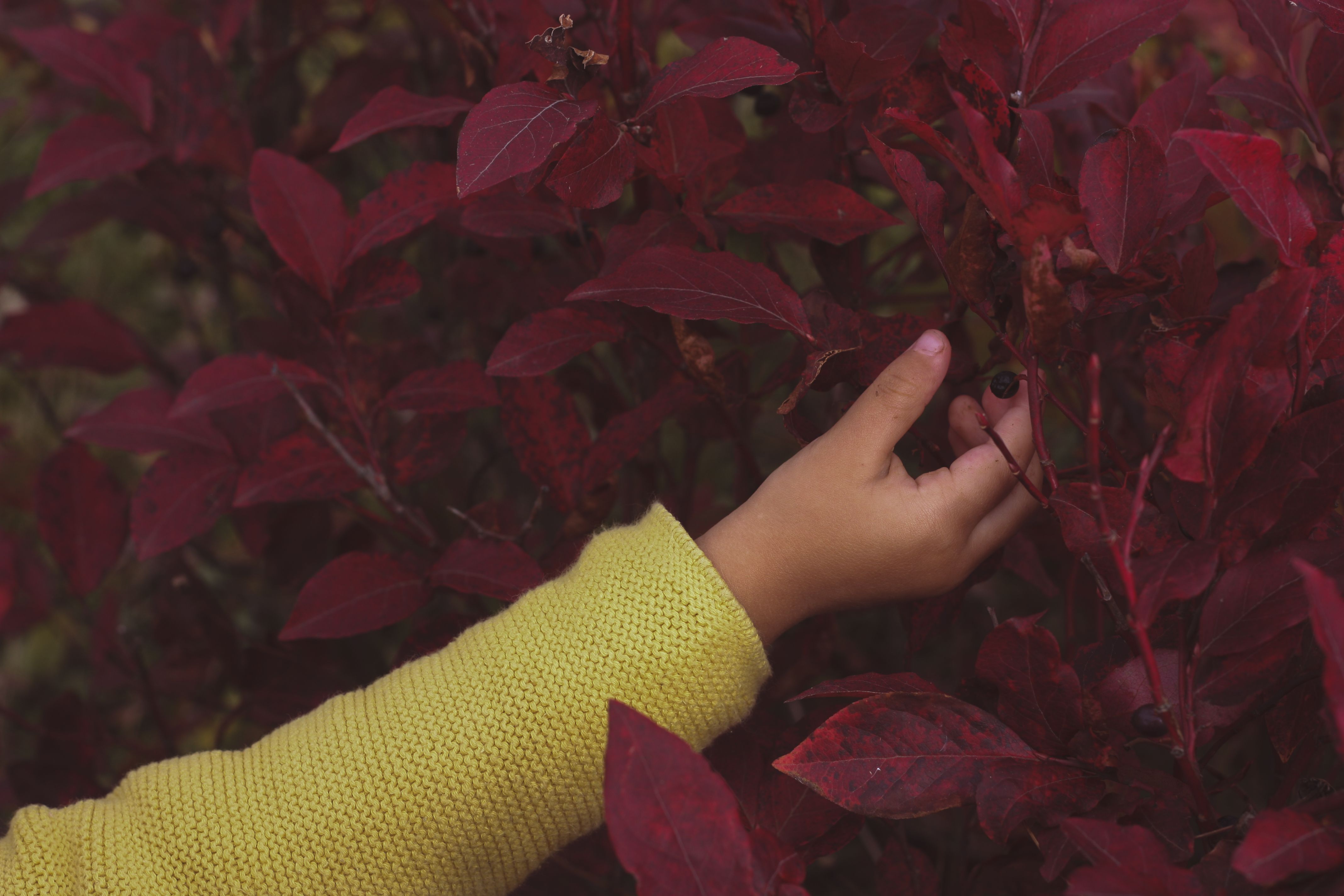 Person in Yellow Knit Sweater Holding Red Leaves · Free Stock Photo