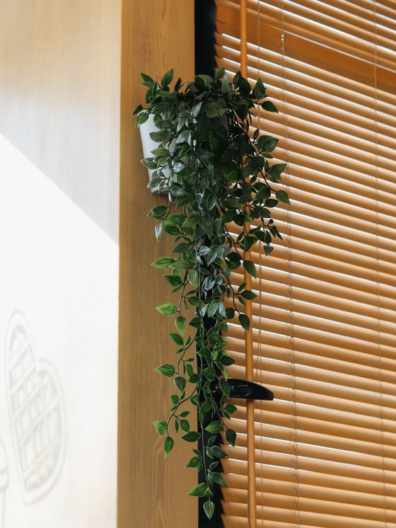Hanging plant over wooden blinds, photo by Valeria Nikitina on Pexels