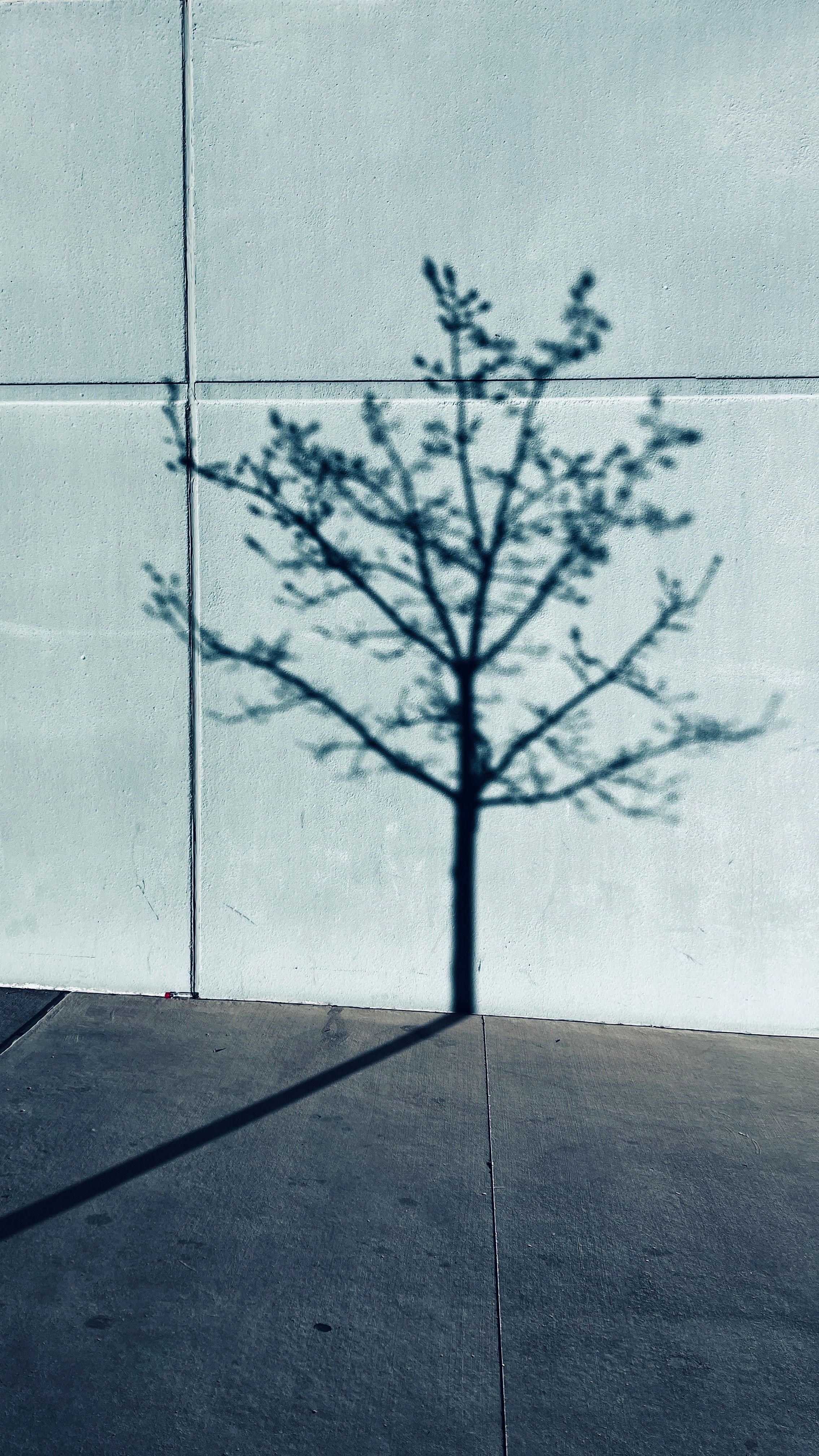 Shadow of Tree on White Wall · Free Stock Photo