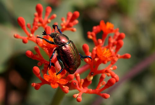 Photos gratuites de beetle, botanique, centrale