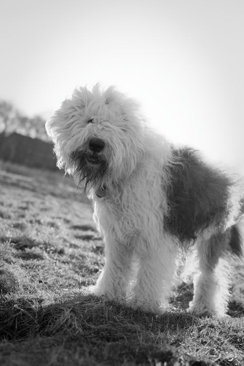 Gratis Foto stok gratis anjing, anjing gembala inggris tua, halus Foto Stok