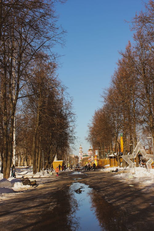 Unpaved Pathway in between Bare Trees