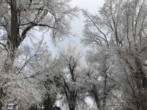 Free Frost-covered trees create a winter wonderland with icy branches under a soft sky. Stock Photo
