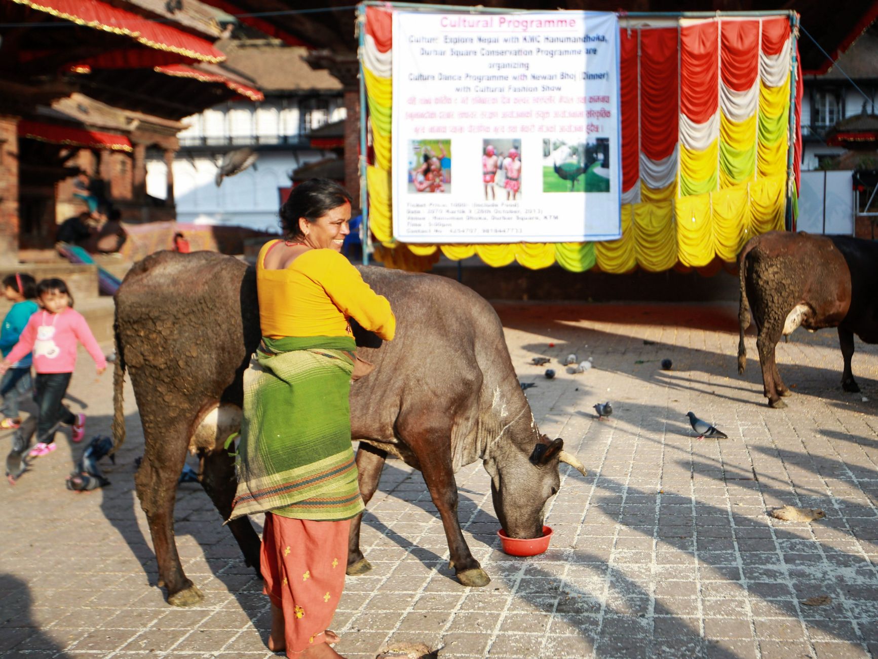 A woman in traditional attire feeds cattle at an outdoor cultural event.
