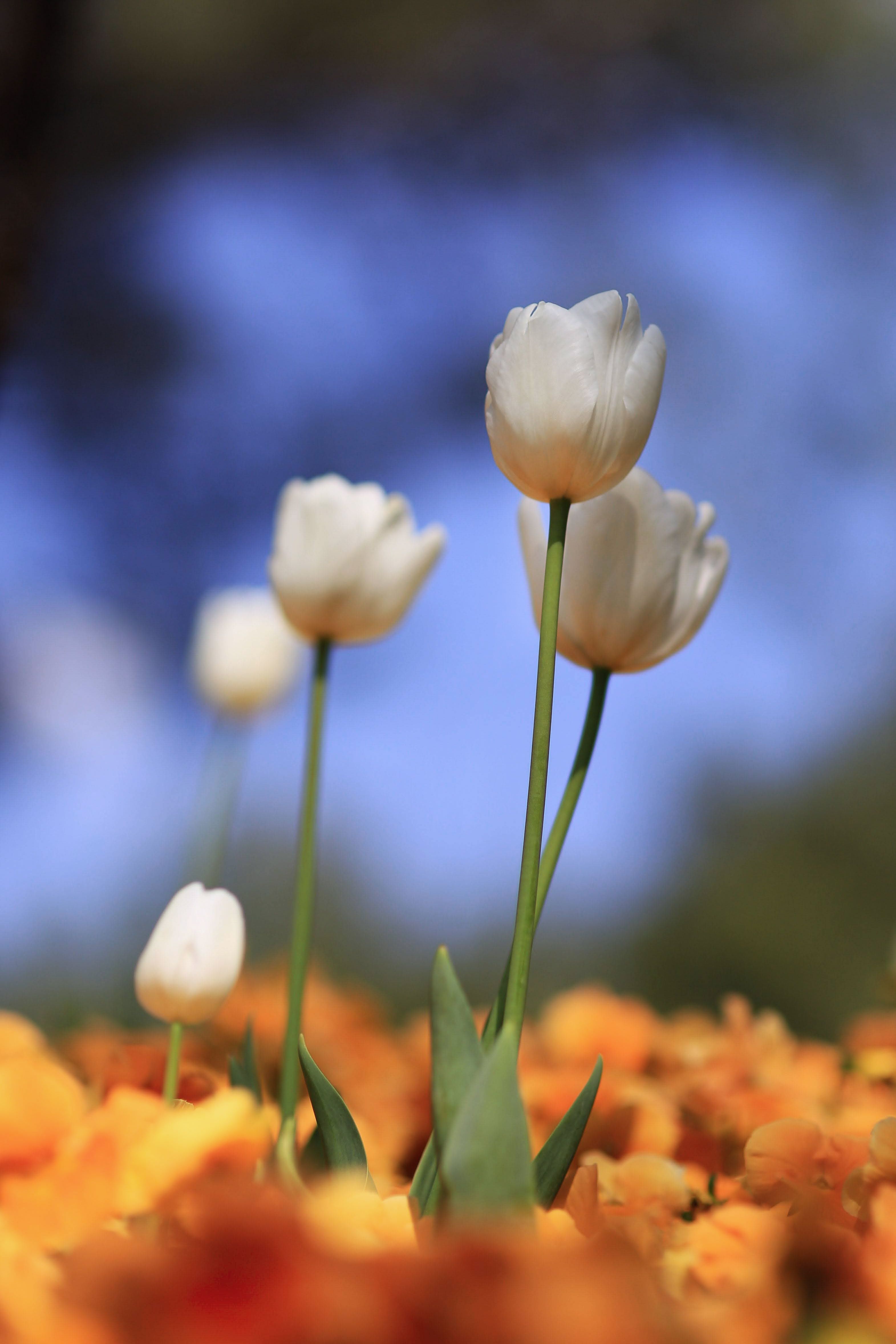Close-Up Photo of White Tulips on a White Textile · Free Stock Photo