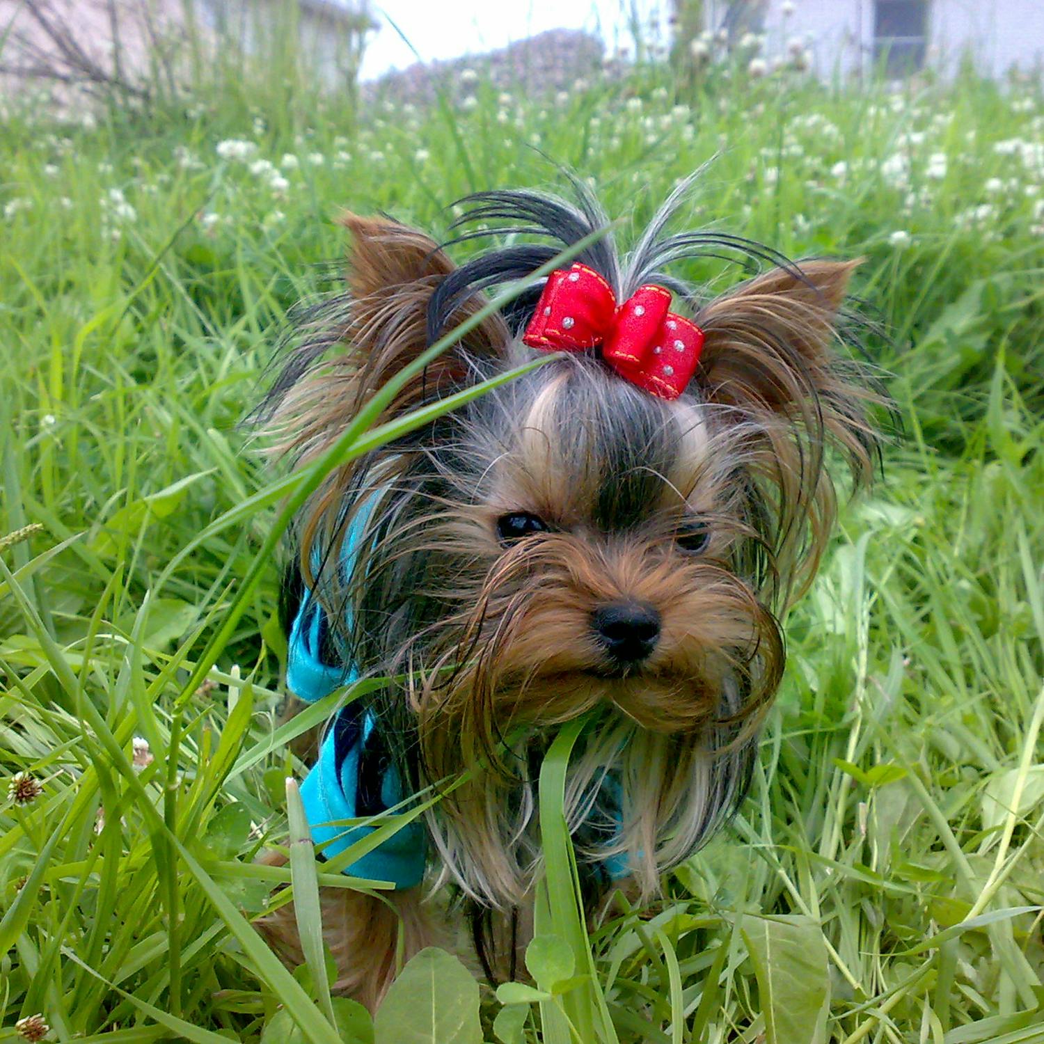 Foto Stok Gratis Tentang Anjing Yorkshire Terrier