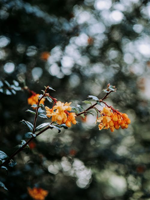 Gratis lagerfoto af blomsterfotografering, blomstrende, delikat