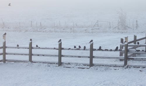 Crows In a Row in the Snow