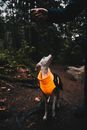 White Dog Standing with Person on a Pathway