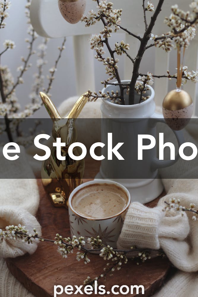 20,000+ Best Branch Photos · 100% Free Download · Pexels Stock Photos