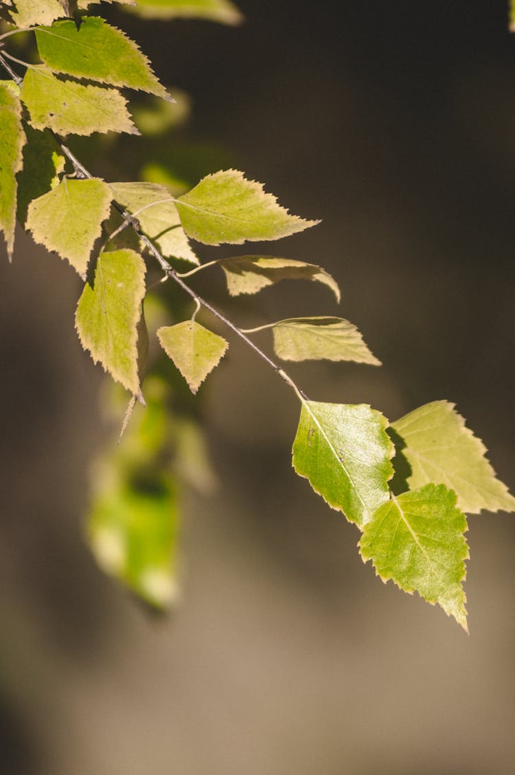 Green Leaves In Close-Up Photography