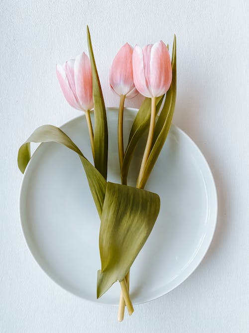 Gratis arkivbilde med fugleperspektiv, natur, rosa tulipaner Arkivbilde