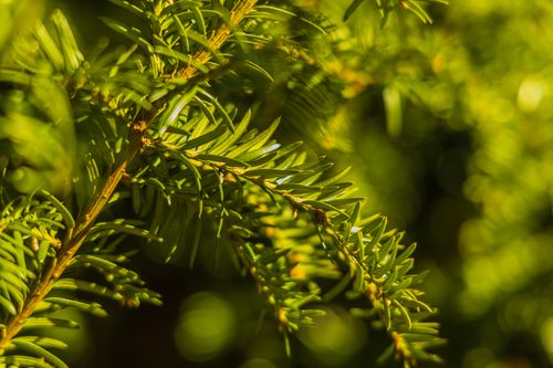 Free Detailed image of an evergreen branch showcasing its vibrant needles. Stock Photo
