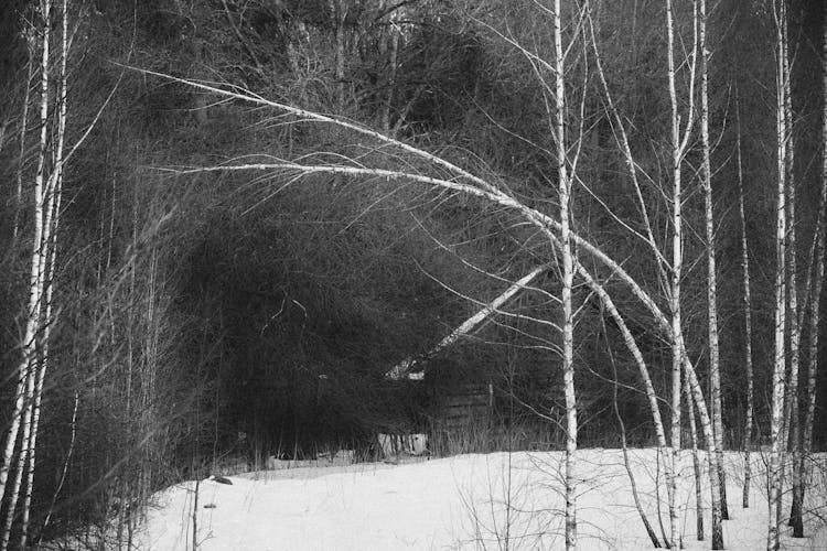 Birches In Snowy Winter