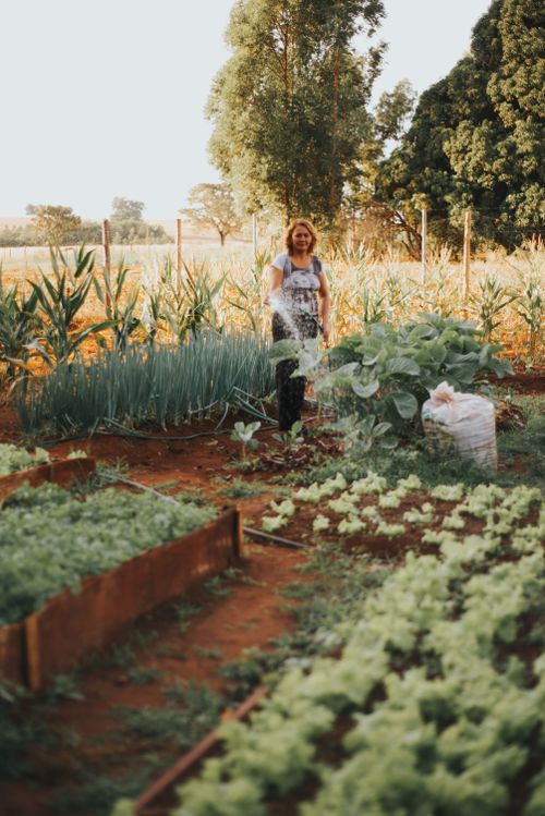 Free Adult woman tending to a vegetable garden surrounded by lush greenery during summer. Stock Photo
