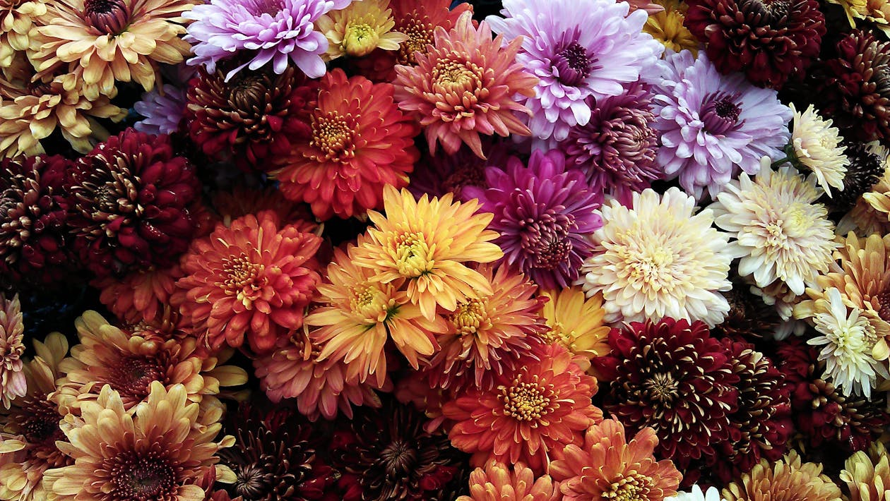 Free Assorted Flowers Photo Stock Photo