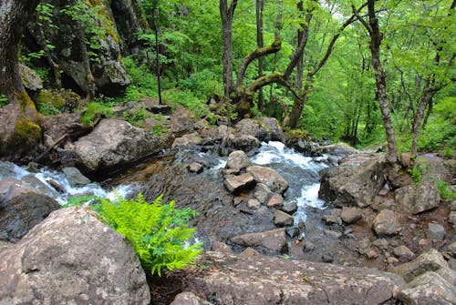 Free stock photo of forest, green, waterfall