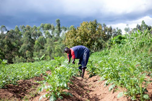 Man Harvesting Crops