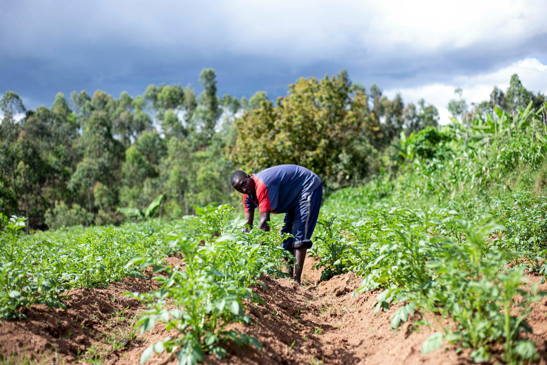 A dedicated African farmer tends to crops in a lush, vibrant field under a dramatic sky.