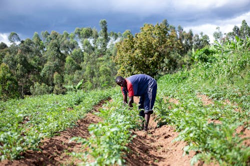 Kostnadsfria Kostnadsfri bild av afrikansk man, åkermark, anläggning Stock foto