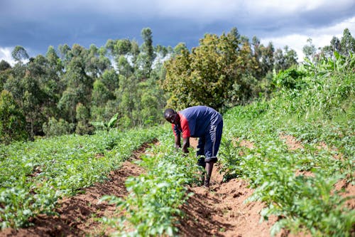 A Farmer in an Agricultural Field