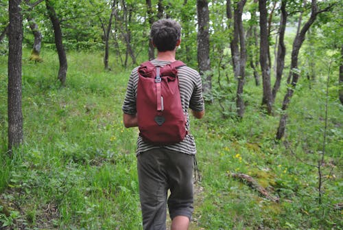 Free stock photo of backpack, forest, green