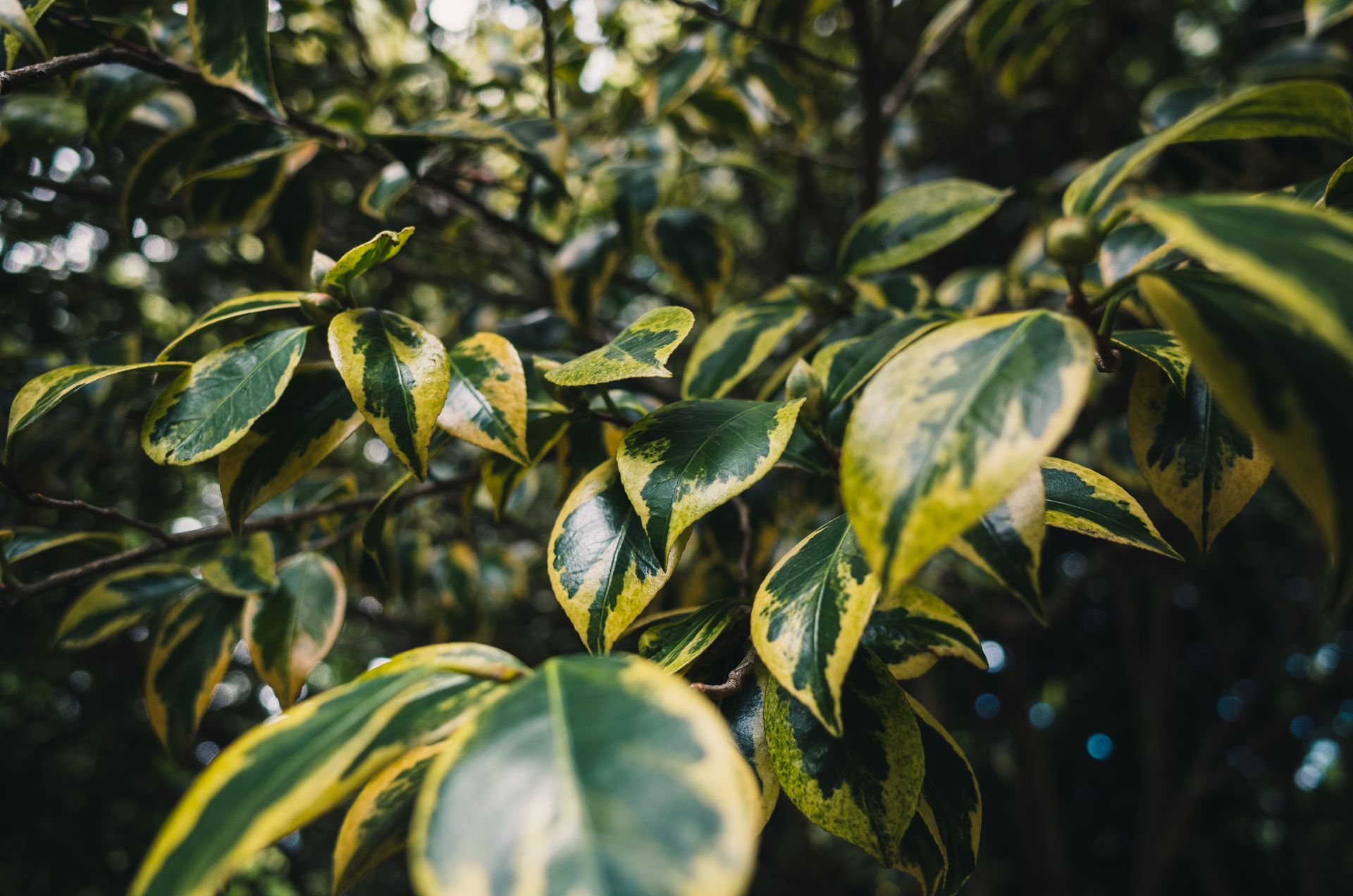Detailed close-up of green and yellow variegated leaves, showcasing nature's intricate patterns.